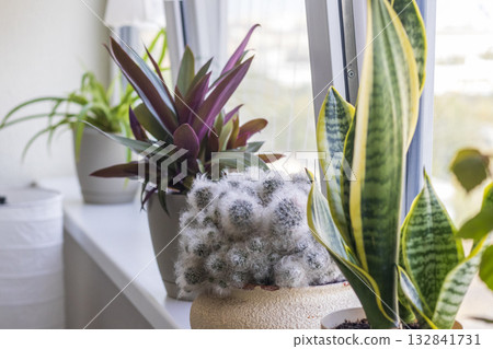 Aesthetic shot of the home pot plants on the windowsill of the modern apartment Aesthetic shot of the home pot plants on the windowsill of the modern apartment 132841731