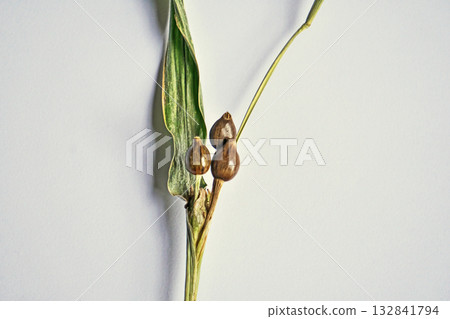 White or black Job's tears fruit (autumn, October) White or black Job's tears fruit (autumn, October) 132841794