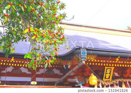 Shrine worship hall and red taraha fruit Shrine worship hall and red taraha fruit 132841826