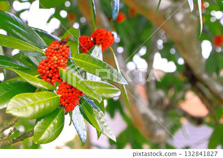 Red Taraha fruit Red Taraha fruit 132841827