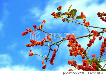 Blue sky and red taraha fruit Blue sky and red taraha fruit 132841831