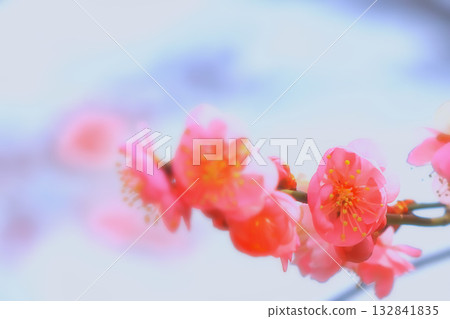 Pink plum blossoms shining against the clear blue sky 132841835