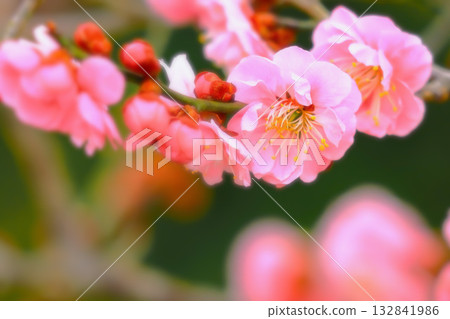 Pink plum blossoms in full bloom signaling the arrival of spring Pink plum blossoms in full bloom signaling the arrival of spring 132841986