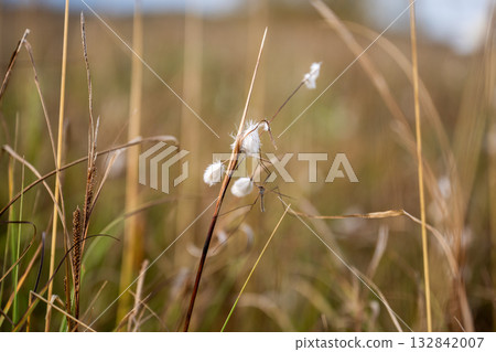 Close up of fluffy cotton grass in green meadow in Lapland Finland 132842007