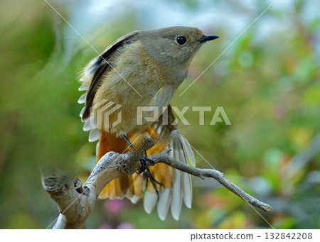 A winter bird, the Daurian robin, has arrived in the garden in late autumn. 132842208