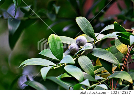 Autumn nagi fruit (autumn, October) 132842527