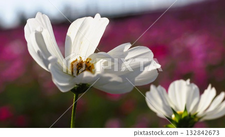 I took a close-up side shot of white cosmos. I took a close-up side shot of white cosmos. 132842673