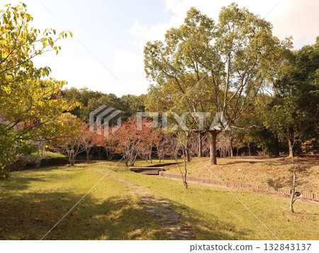 神戶市西區聖心中央公園,秋葉美景 神戶市西區聖心中央公園,秋葉美景 132843137