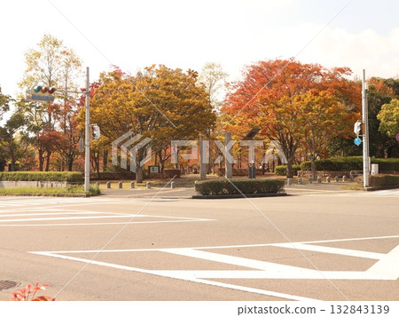 神戶市西區聖心中央公園,秋葉美景 神戶市西區聖心中央公園,秋葉美景 132843139