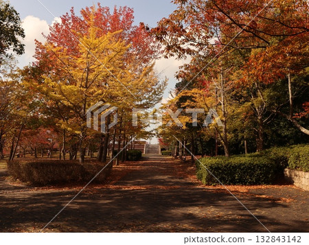 Seishin Central Park, Nishi Ward, Kobe City, park, some autumn leaves Seishin Central Park, Nishi Ward, Kobe City, park, some autumn leaves 132843142