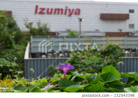 大阪府松原市泉屋松原店關閉紀錄-紫牽牛花與泉屋標誌 大阪府松原市泉屋松原店關閉紀錄-紫牽牛花與泉屋標誌 132843396