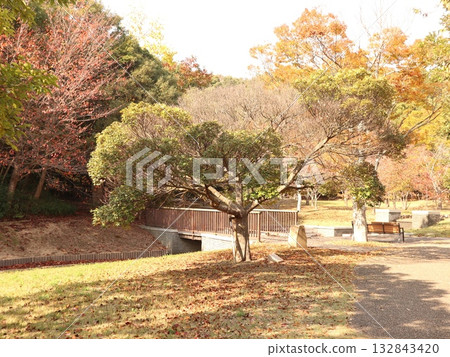 Seishin Central Park, Nishi Ward, Kobe City, park, some autumn leaves 132843420