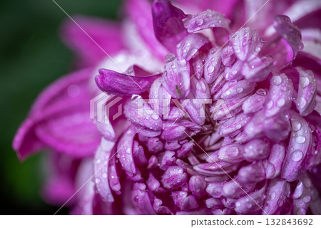 Vibrant purple chrysanthemum flower with water droplets 132843692