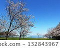 橫須賀美術館的櫻花在藍天碧海的襯托下盛開。 132843967