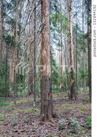 Forest dying after bark beetle attack, dried out dead adult spruce trees, ecosystem catastrophe. Forest dying after bark beetle attack, dried out dead adult spruce trees, ecosystem catastrophe. 132844192