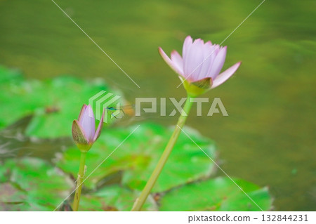 Nagoya: A blue dragonfly resting on a water lily at Hisaya Odori Garden's Floralie Nagoya: A blue dragonfly resting on a water lily at Hisaya Odori Garden's Floralie 132844231