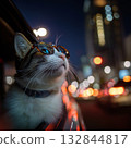 Cat looking out the car window 132844817