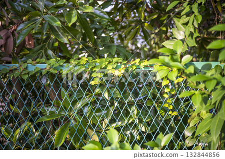 Green fence forest park simple material Green fence forest park simple material 132844856