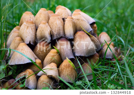 A family of mushrooms called Ink Cap in green grass 132844918