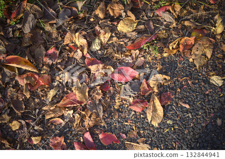 Autumn leaves, walking path, ground, red image Autumn leaves, walking path, ground, red image 132844941