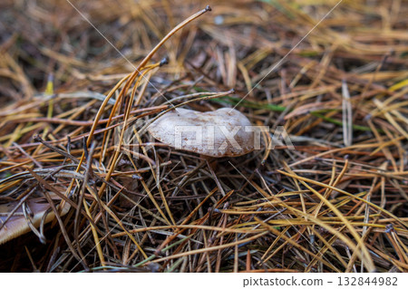 A small white mushroom emerges from a bed of dry pine needles in a peaceful forest setting during fall 132844982
