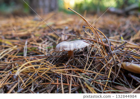 A small mushroom emerges from a bed of dry pine needles, surrounded by fallen twigs and the soft light of the forest A small mushroom emerges from a bed of dry pine needles, surrounded by fallen twigs and the soft light of the forest 132844984