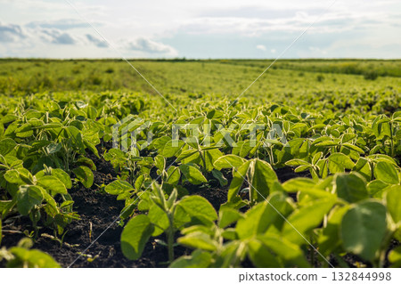Soybean plants grow lush and vibrant in a large agricultural field under clear skies during the daytime, showing steady growth 132844998