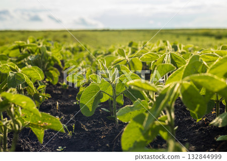 Young soybean plants thrive in rich soil, spreading across a vast green field, showcasing growth and vitality in the spring sun 132844999