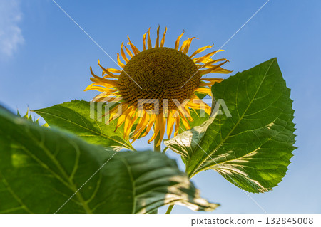 A large sunflower stands tall against a clear blue sky, surrounded by lush green leaves and soaking up the warm sunlight of a beautiful day 132845008