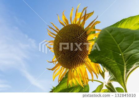 A bright sunflower reaches for the sun in a cheerful field, surrounded by green leaves, showcasing nature's beauty on a sunny day 132845010