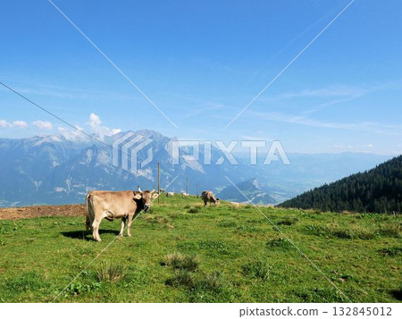 貢岑山脈(瑞士聖加侖州)的草原牧場和牛群 貢岑山脈(瑞士聖加侖州)的草原牧場和牛群 132845012
