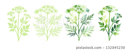 Parsley and dill herbs in watercolor. Hand drawn. Not AI, vector illustration. 132845230