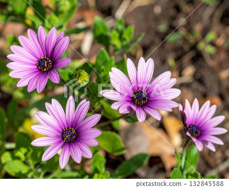 Flowers that change color in response to sound 132845588
