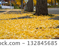 鋪滿落下的銀杏葉 132845685
