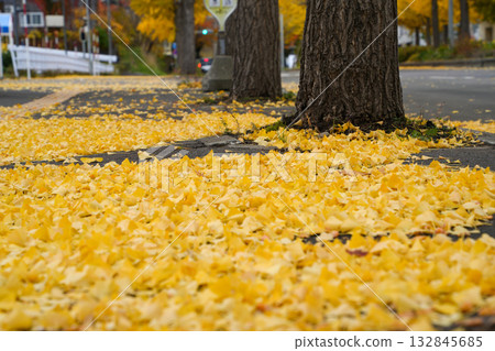 Carpet of fallen ginkgo leaves 132845685