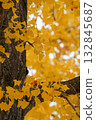 銀杏樹幹和金色的葉子 132845687