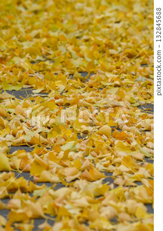 A carpet of fallen ginkgo leaves 132845688