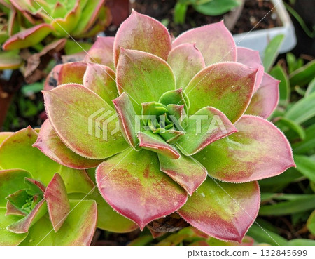 一種吞噬情緒的植物 132845699