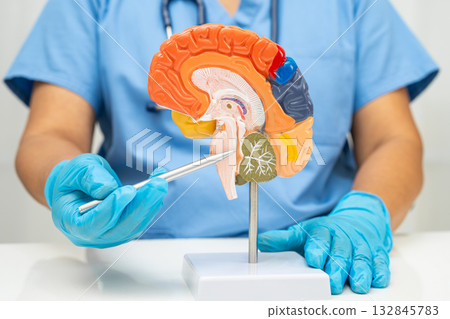 Asian doctor holding brain anatomy model for study diagnosis and treatment in hospital. Asian doctor holding brain anatomy model for study diagnosis and treatment in hospital. 132845783