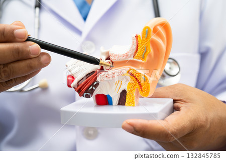 Asian doctor holding human ear model to learn and treat hearing loss in patient. Asian doctor holding human ear model to learn and treat hearing loss in patient. 132845785