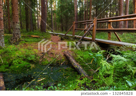 A tranquil forest scene with tall pine trees, a mossy ground, a small stream, and a rustic wooden plank path and railing bridge.Kemeri A tranquil forest scene with tall pine trees, a mossy ground, a small stream, and a rustic wooden plank path and railing bridge.Kemeri 132845828