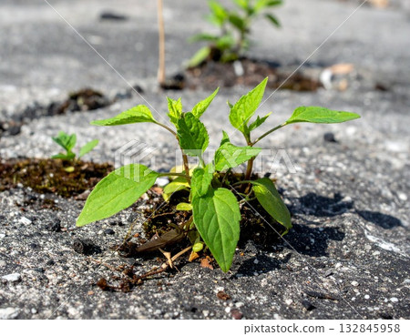 Plants sprouting at the site of an abandoned factory Plants sprouting at the site of an abandoned factory 132845958