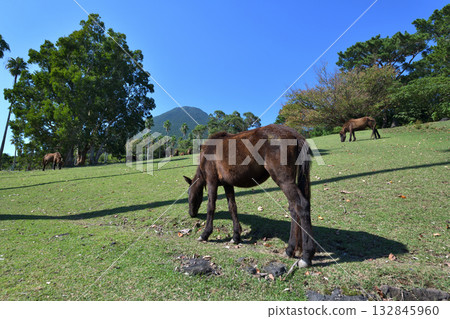 開門山麓自然公園自由漫步的吐噶喇馬 132845960
