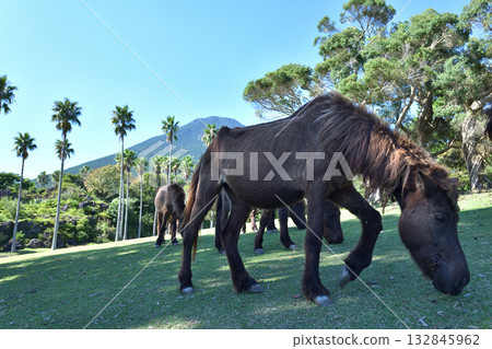 Free-roaming Tokara horses at Kaimon Mountain Foot Nature Park 132845962
