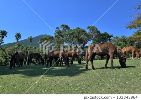 開門山麓自然公園自由漫步的吐噶喇馬 132845964
