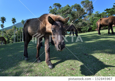 Free-roaming Tokara horses at Kaimon Mountain Foot Nature Park Free-roaming Tokara horses at Kaimon Mountain Foot Nature Park 132845967