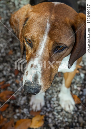 Close-up of a beagle dog face looking to the side. Brown and white domestic dog, head and eyes visible. 132846017