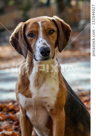 Medium shot of a beagle dog looking at the camera. Brown and white domestic dog, sitting outdoors with autumn leaves visible. Medium shot of a beagle dog looking at the camera. Brown and white domestic dog, sitting outdoors with autumn leaves visible. 132846027