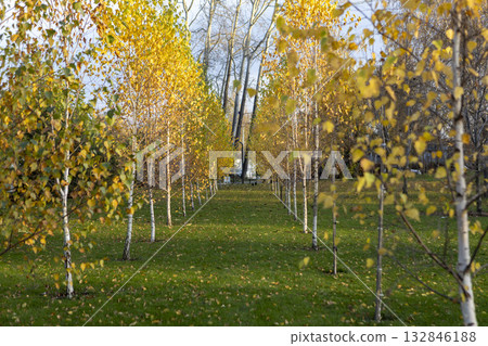 Autumn Birch Forest with Path Through Golden Trees in Fall Season 132846188