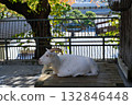 Hakodate Park Goat 132846448
